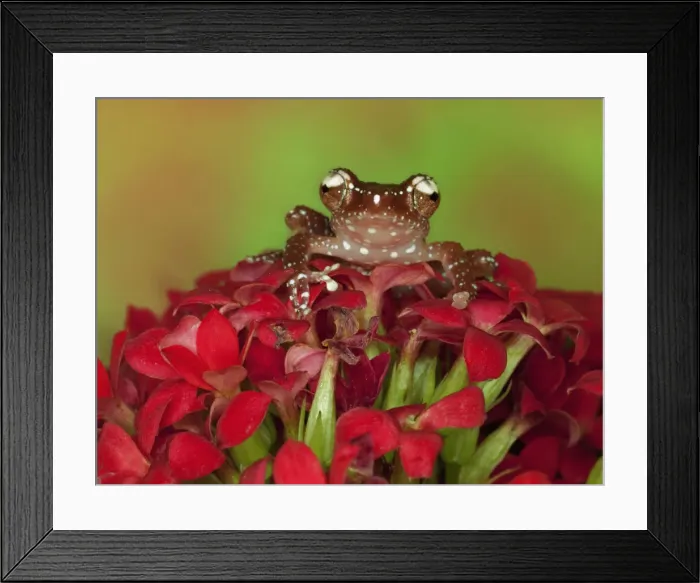 Framed Print : DDE-90025187 Framed Print : DDE-90025187