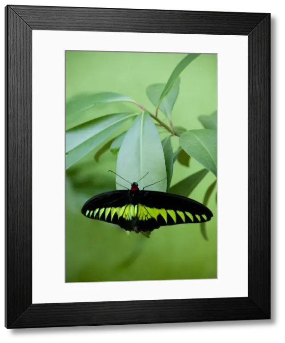 Framed Print : DDE-90025189 Framed Print : DDE-90025189