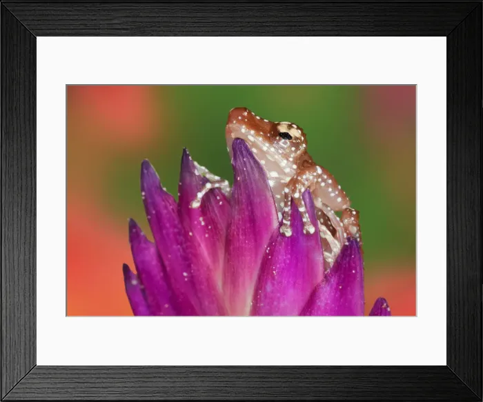 Framed Print : DDE-90025188