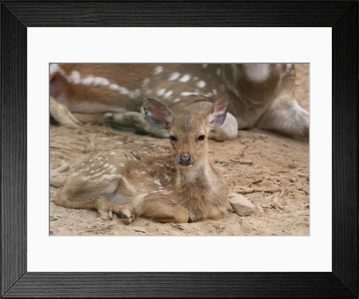 Framed Print : DDE-90025190 Framed Print : DDE-90025190