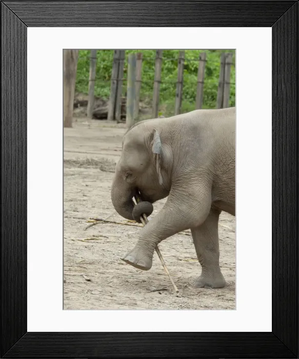 Framed Print : DDE-90025191