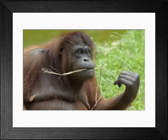 Framed Print : DDE-90025193 Framed Print : DDE-90025193