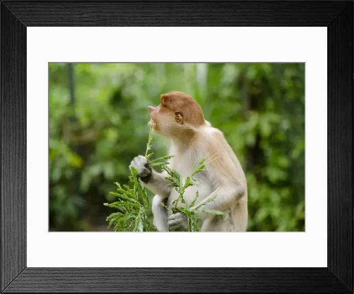 Framed Print : DDE-90025194