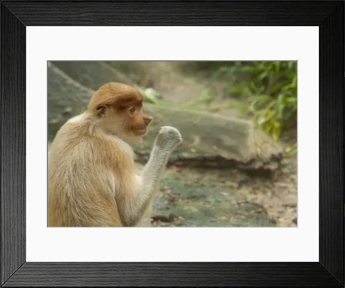 Framed Print : DDE-90025195 Framed Print : DDE-90025195