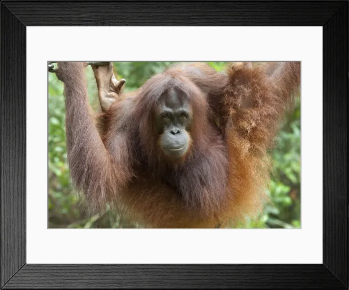Framed Print : DDE-90025196 Framed Print : DDE-90025196