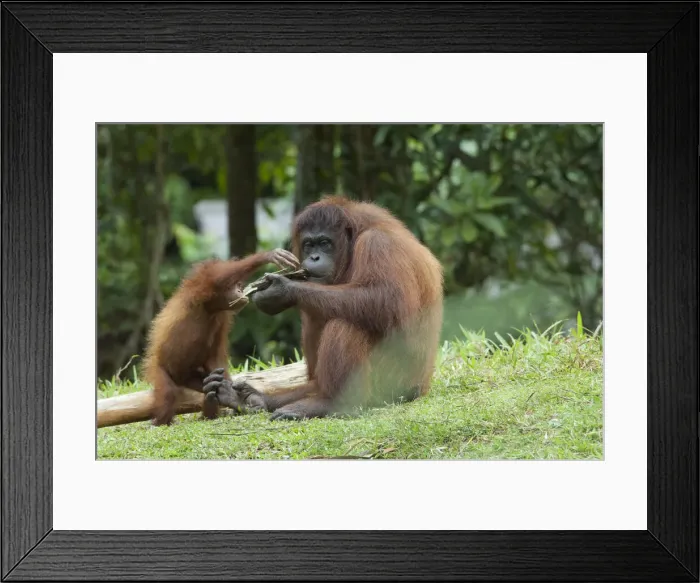 Framed Print : DDE-90025197 Framed Print : DDE-90025197