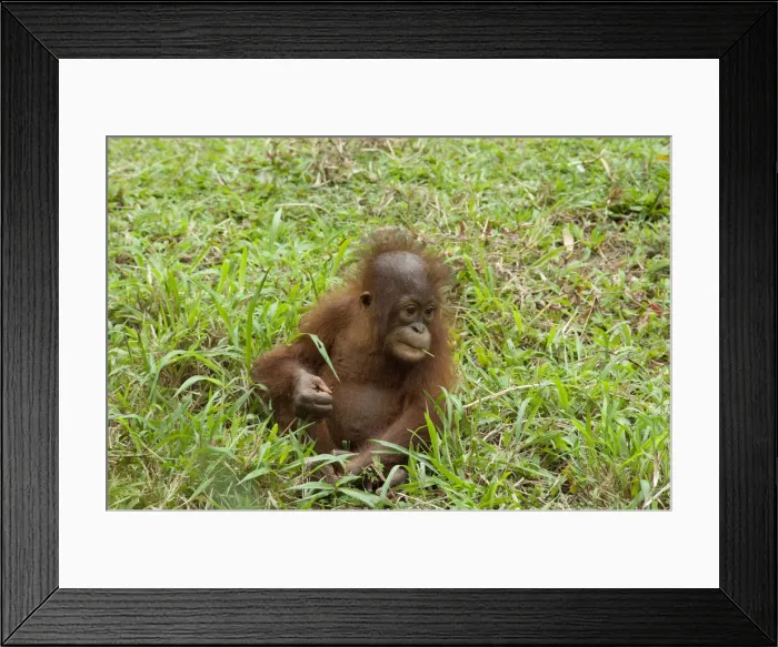 Framed Print : DDE-90025192 Framed Print : DDE-90025192