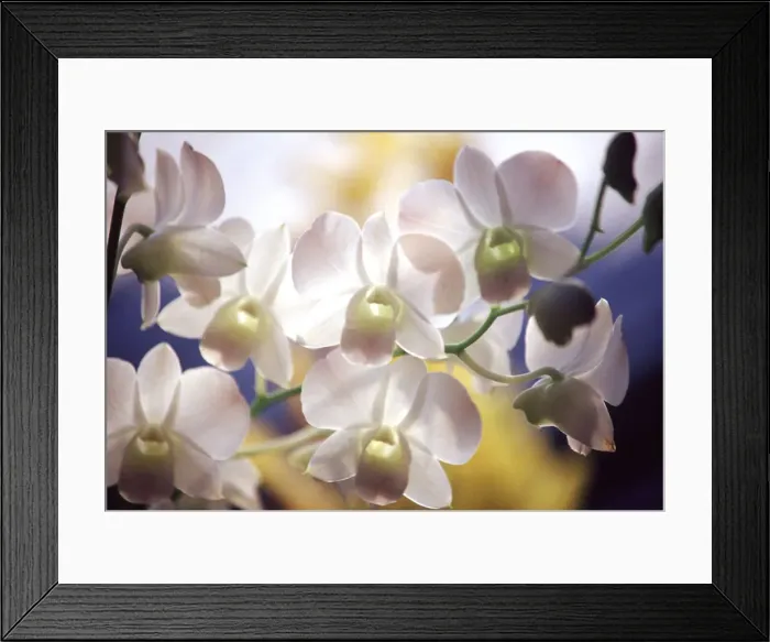Framed Print : DDE-90025301 Framed Print : DDE-90025301