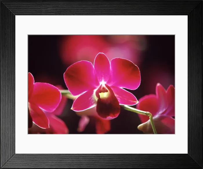 Framed Print : DDE-90025302 Framed Print : DDE-90025302
