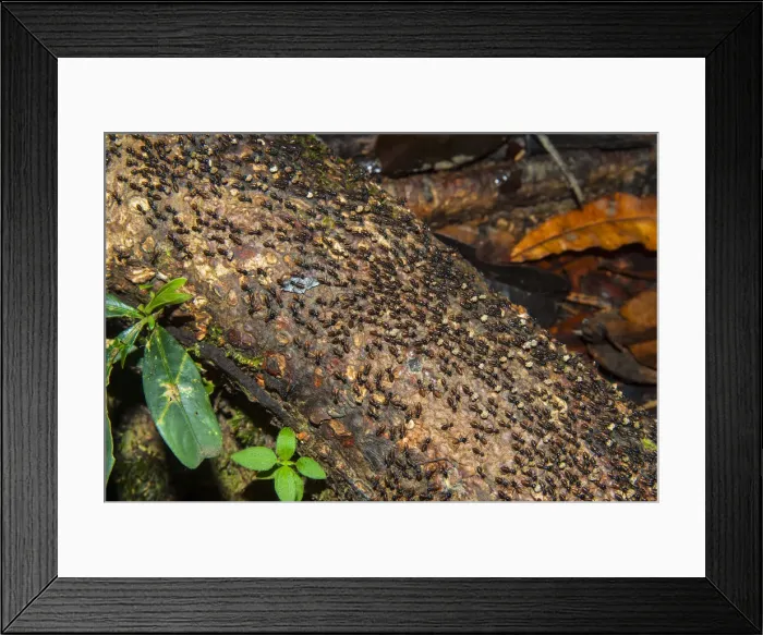 Framed Print : DDE-90025303