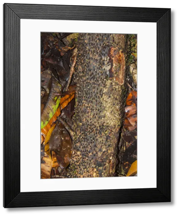 Framed Print : DDE-90025304 Framed Print : DDE-90025304