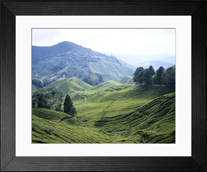 Framed Print : DDE-90025313