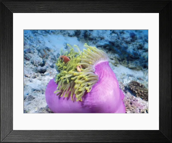 Framed Print : DDE-90025322 Framed Print : DDE-90025322