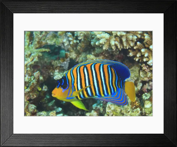Framed Print : DDE-90025323 Framed Print : DDE-90025323