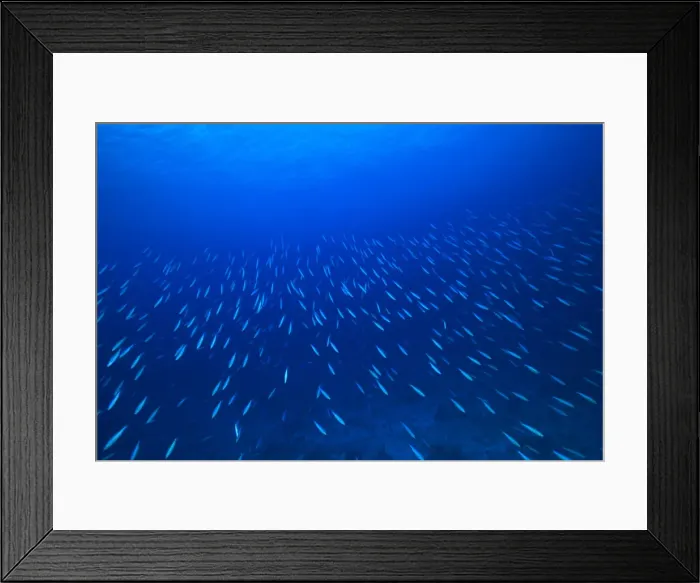 Framed Print : DDE-90025324 Framed Print : DDE-90025324