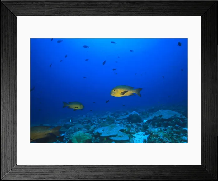 Framed Print : DDE-90025326 Framed Print : DDE-90025326