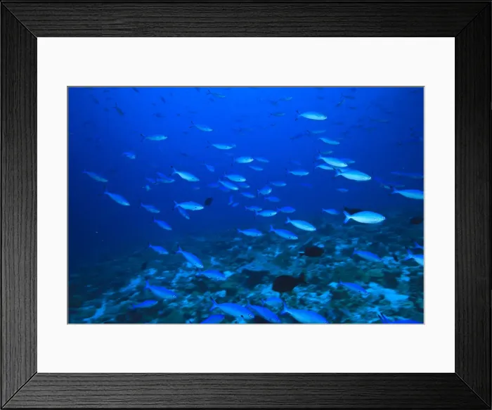 Framed Print : DDE-90025327 Framed Print : DDE-90025327