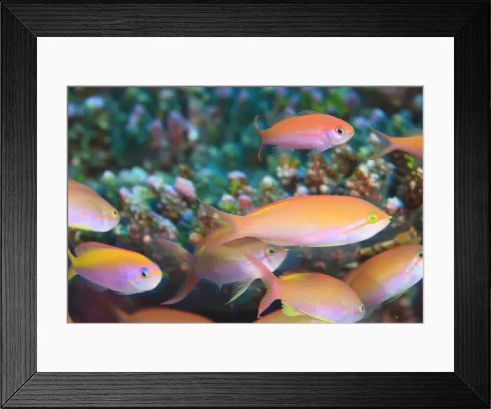 Framed Print : DDE-90025335 Framed Print : DDE-90025335