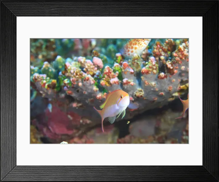 Framed Print : DDE-90025336