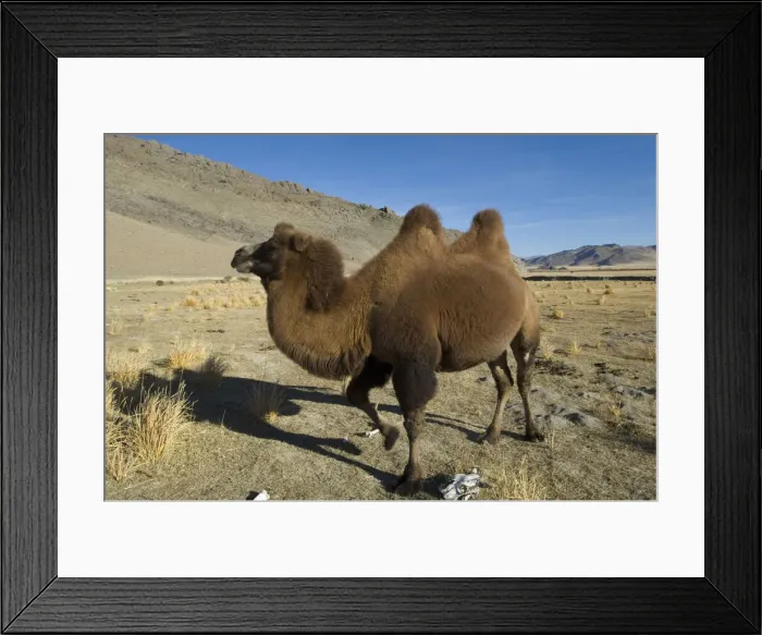 Framed Print : DDE-90025344 Framed Print : DDE-90025344