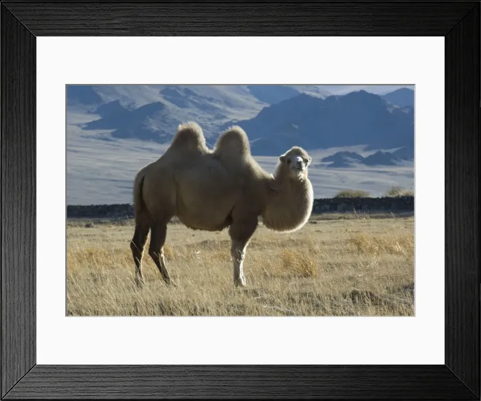 Framed Print : DDE-90025345
