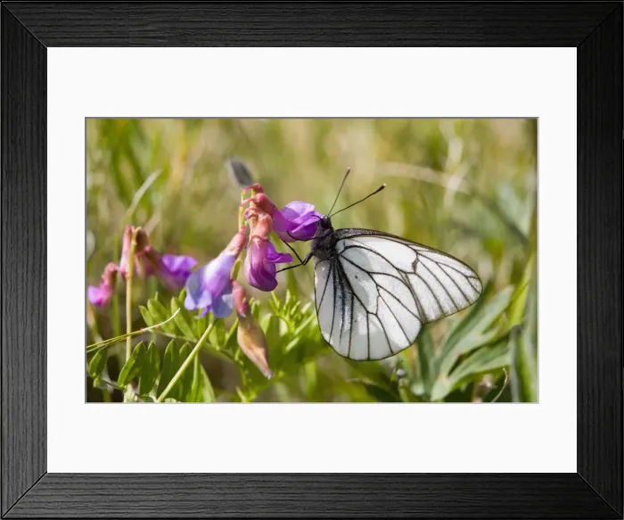 Framed Print : DDE-90025378