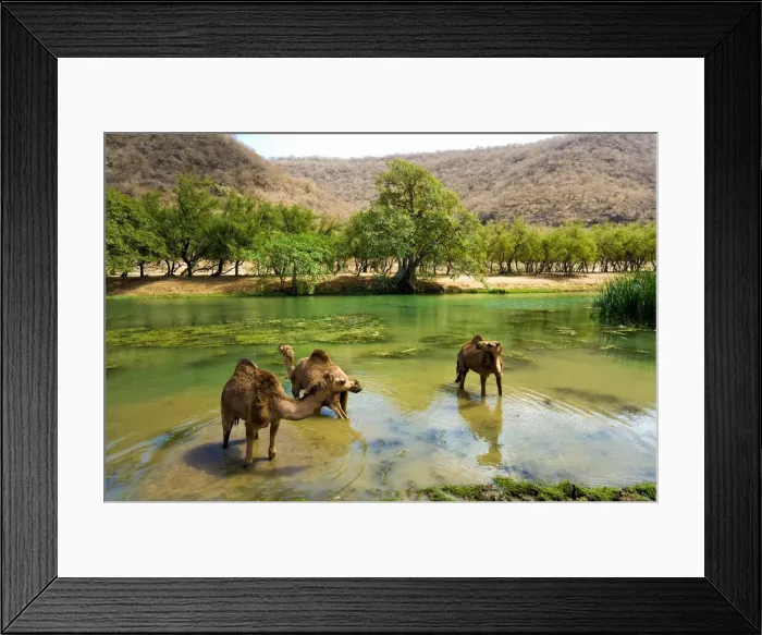 Framed Print : DDE-90025420