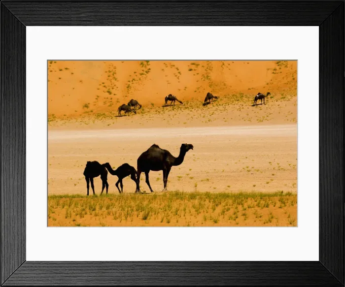 Framed Print : DDE-90025431 Framed Print : DDE-90025431