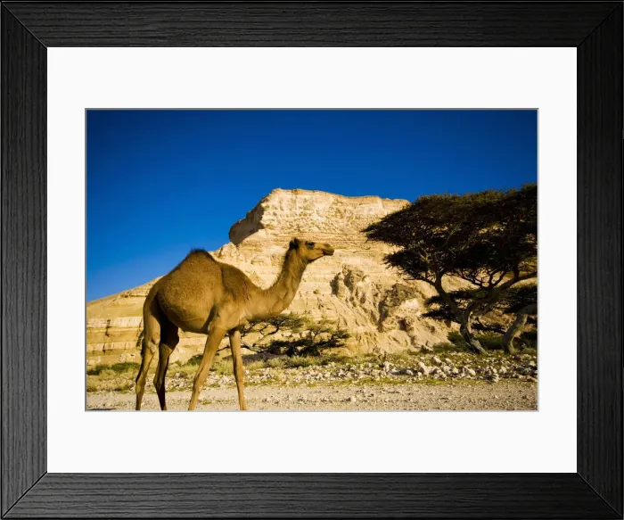 Framed Print : DDE-90025433 Framed Print : DDE-90025433