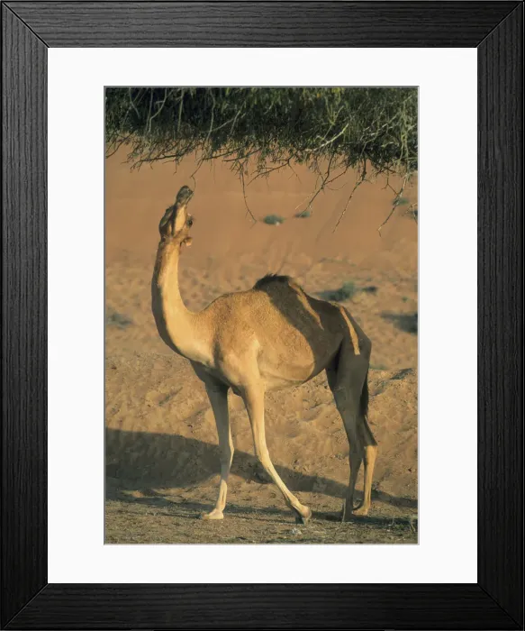 Framed Print : DDE-90025436