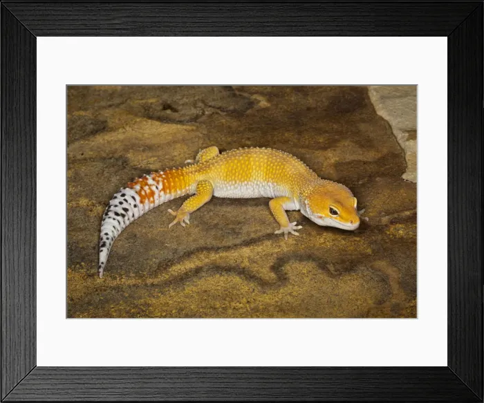 Framed Print : DDE-90025438