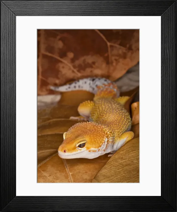 Framed Print : DDE-90025437 Framed Print : DDE-90025437