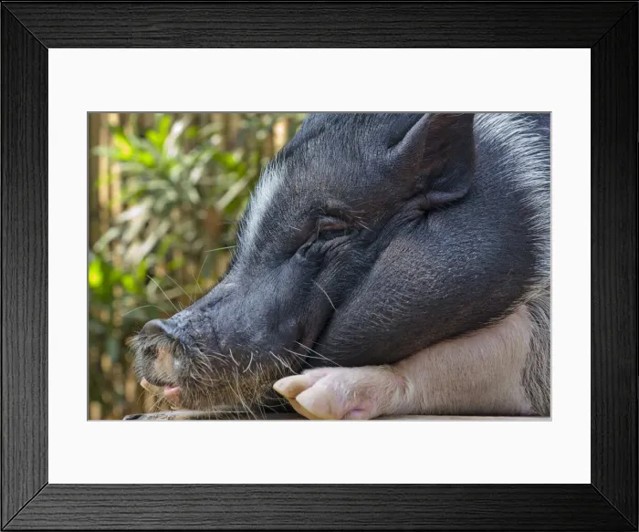 Framed Print : DDE-90025442 Framed Print : DDE-90025442