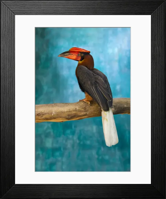 Framed Print : DDE-90025460 Framed Print : DDE-90025460