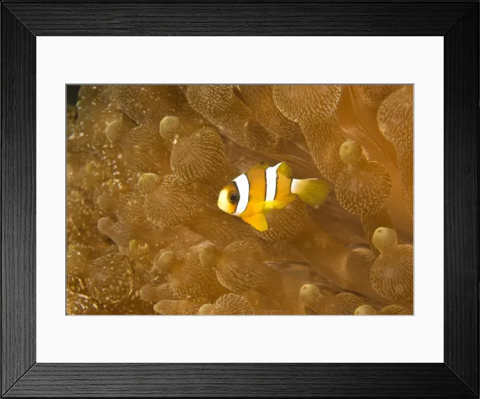 Framed Print : DDE-90025465 Framed Print : DDE-90025465