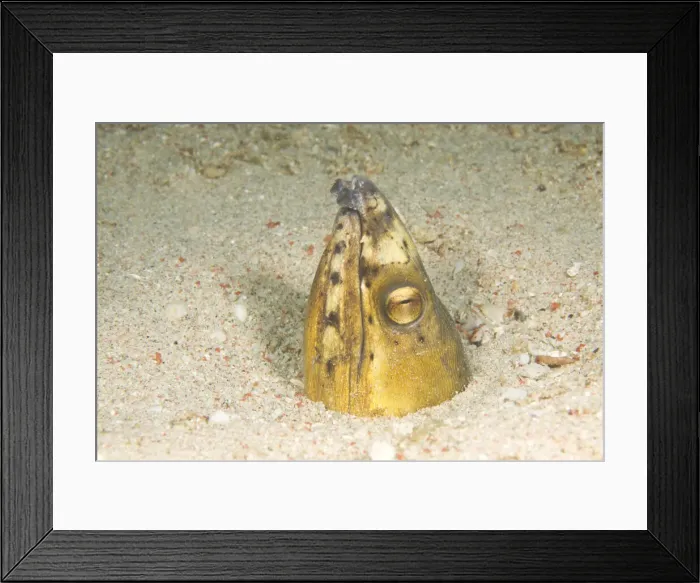 Framed Print : DDE-90025466 Framed Print : DDE-90025466