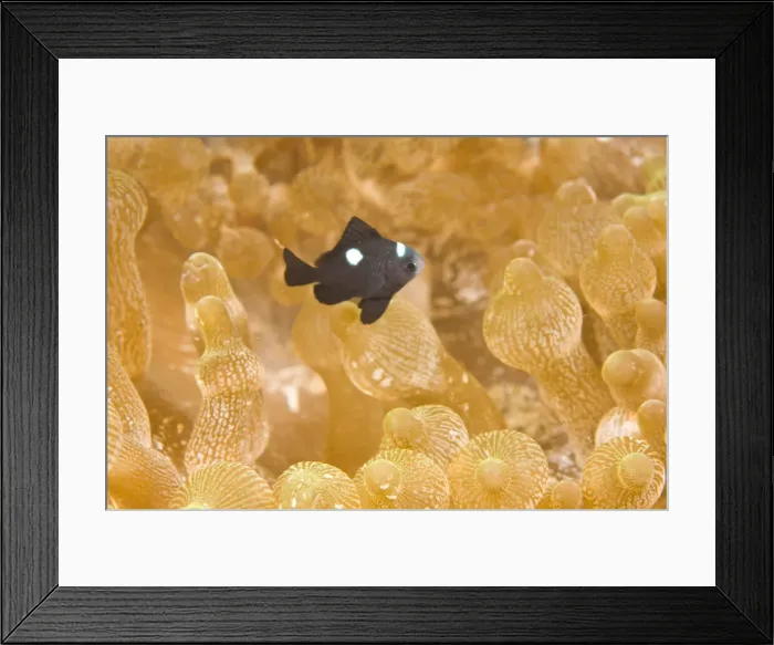 Framed Print : DDE-90025467 Framed Print : DDE-90025467