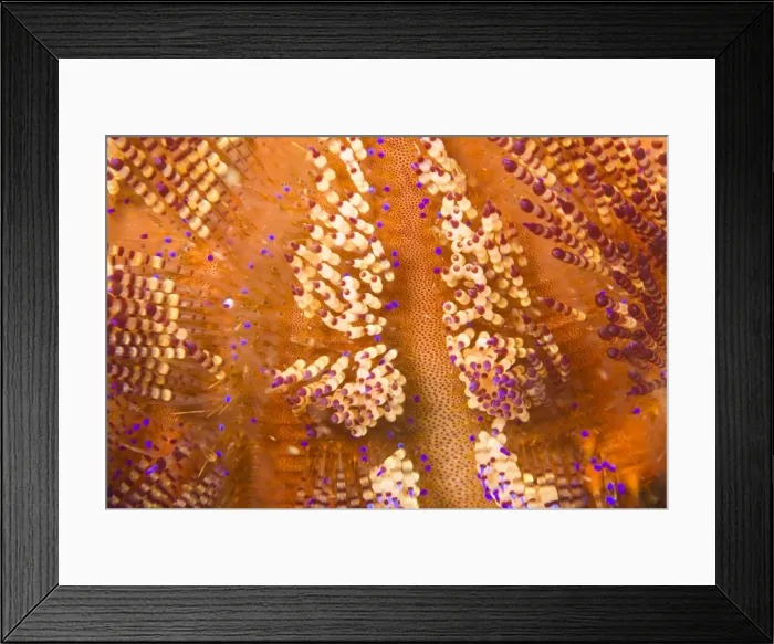 Framed Print : DDE-90025469