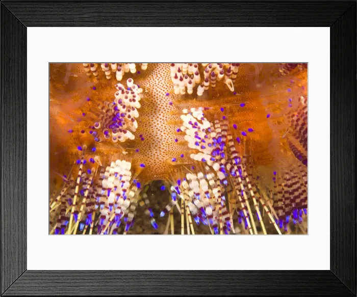 Framed Print : DDE-90025470