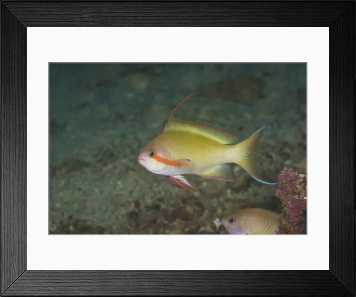 Framed Print : DDE-90025472 Framed Print : DDE-90025472