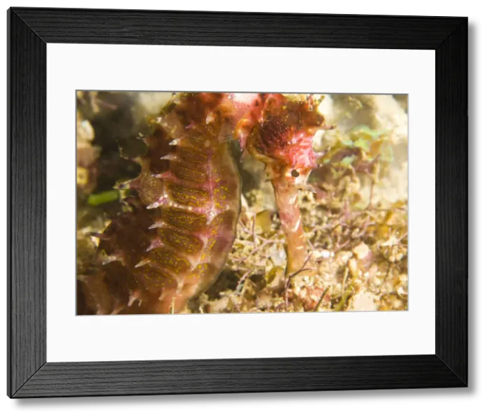 Framed Print : DDE-90025473 Framed Print : DDE-90025473