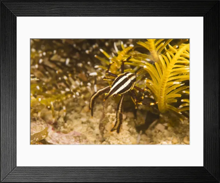 Framed Print : DDE-90025471 Framed Print : DDE-90025471