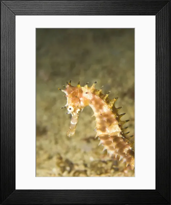 Framed Print : DDE-90025475 Framed Print : DDE-90025475
