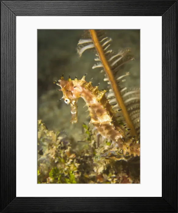 Framed Print : DDE-90025476 Framed Print : DDE-90025476