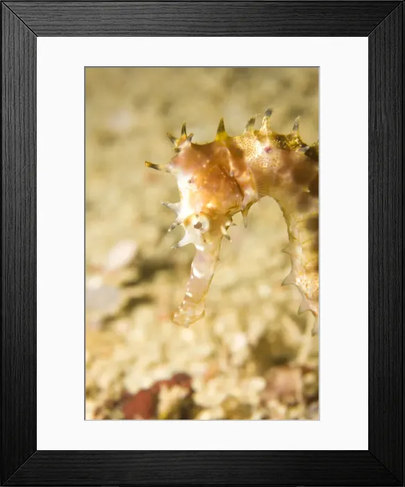 Framed Print : DDE-90025474 Framed Print : DDE-90025474