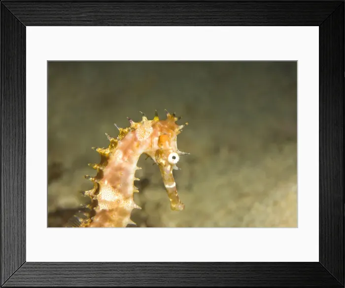 Framed Print : DDE-90025477 Framed Print : DDE-90025477
