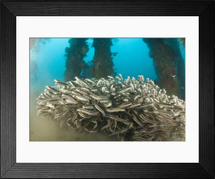 Framed Print : DDE-90025479 Framed Print : DDE-90025479