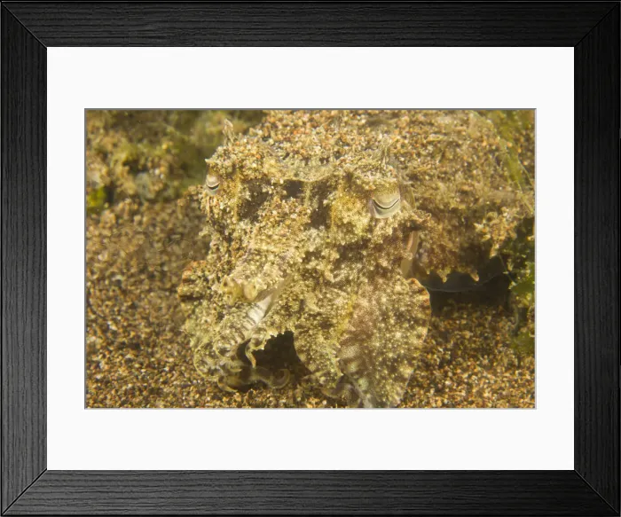 Framed Print : DDE-90025478 Framed Print : DDE-90025478