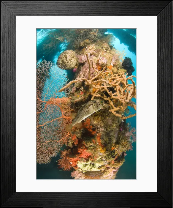 Framed Print : DDE-90025480 Framed Print : DDE-90025480