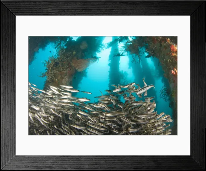 Framed Print : DDE-90025481 Framed Print : DDE-90025481